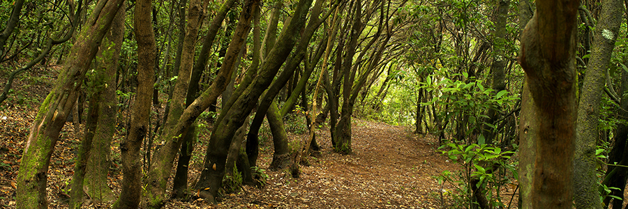 Bosque ubicado en el municipio