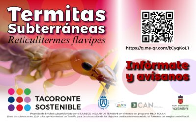 No dejes que las termitas devoren tu hogar