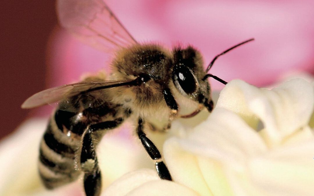 Los «vecinos invisibles» que cuidan de Tacoronte: la biodiversidad local protagoniza el Día Mundial del Medio Ambiente